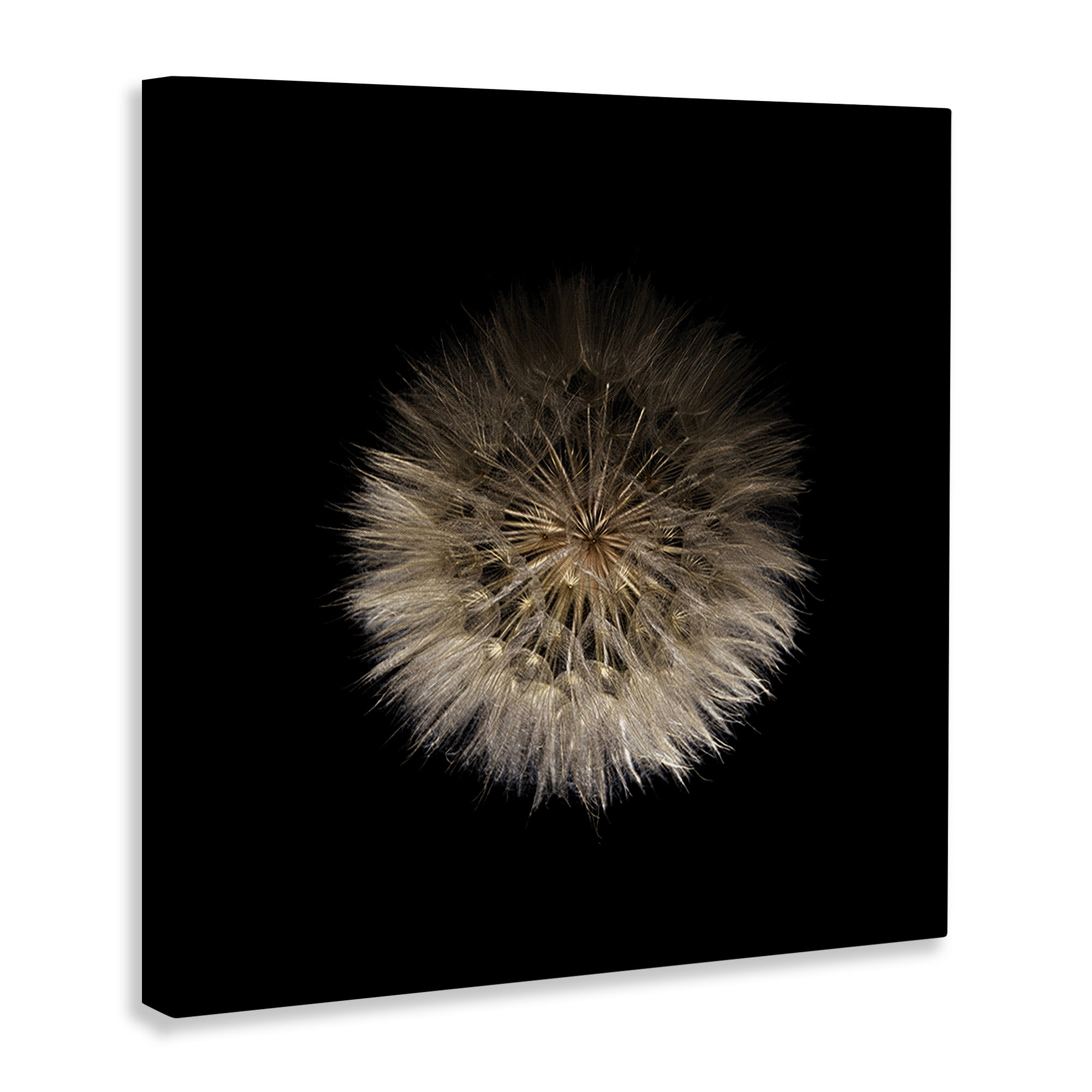 Stupell Industries Wispy Dandelion on Black Canvas Wall Art, design by Beth Adoette