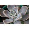 thumbnail image 4 of 25 * Seeds MIXED HENS & CHICKS Chickens Succulent Sempervivum Flower, 4 of 5