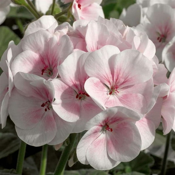 Maverick Series Geranium Appleblossom ~10 Seeds – Pelargonium x hortorum – Non-GMO, Annual – Compact 12-18" Plants – 4-6" Blooms – For Containers, Borders & Flower Beds – 91-105 Days