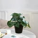 thumbnail image 3 of Planta artificial de Peperomia argyreia grandis en maceta | Hojas de plástico verde realistas | Pequeña decoración de suculentas de imitación para el hogar, la sala de estar, la oficina, el estante, 3 of 5