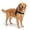 Black, variant on Borikise Dog Friendly Co Harness, No Pull Adjustable Chest Strap With Secure Fit, Easy Walk Harness For Daily Training And Outdoor Activities