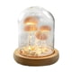 thumbnail image 2 of Handcrafted Jellyfish Shell Night Light Perfect Shell Lamp Gift, 2 of 5