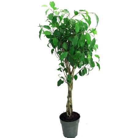 Braided Wintergreen Weeping Fig Tree - Ficus benjamina - Easy to Grow - 6