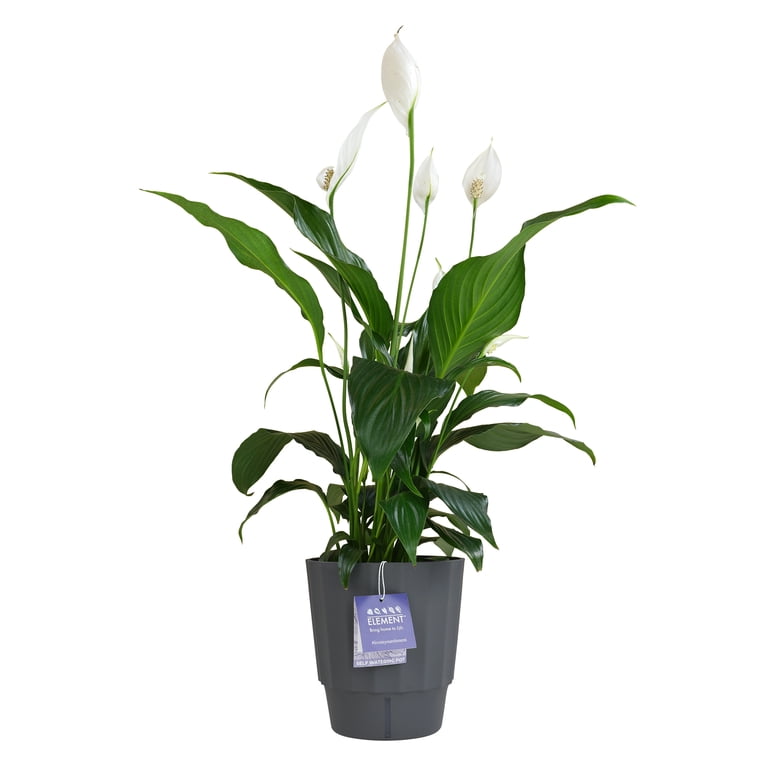 Element by Altman Plants 6in Peace Lily Spathiphyllum Plant in H20
