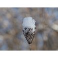 thumbnail image 2 of Bonin, Suzanne 32x25 Gold Ornate Wood Framed with Double Matting Museum Art Print Titled - Frosted Wild Carrot, 2 of 4