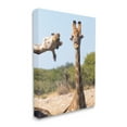 thumbnail image 4 of Stupell Industries Funny Photobomb Giraffes Animals & Insects Photography Gallery Wrapped Canvas Art Print Wall Art, 16 x 20, 4 of 8
