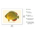 thumbnail image 2 of Lauhau (Chaetodon Trifasciatus) - Hawaiian Rainbow Butterflyfish - from Fishes of Hawaii - Vintage Hawaiian Color Postcard c.1905 - Fine Art Matte Paper Print (Unframed) 24x32in, 2 of 4