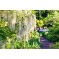 thumbnail image 6 of 5 *Seeds WHITE WISTERIA Floribunda Alba Ornamental Japanese Flower Vine Seeds, 6 of 10