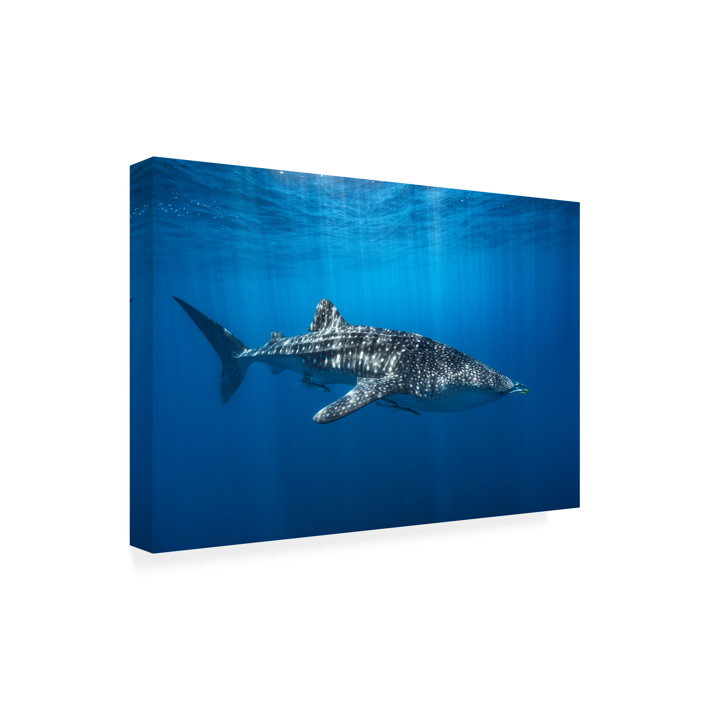 Barathieu Gabriel 'Whale Shark In The Blue' Canvas Art