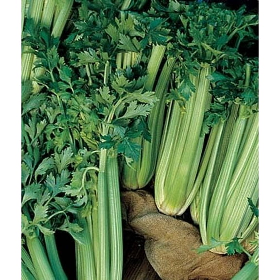 Celery Tall Utah ~ BULK 100,000 Seeds Great Heirloom Vegetable