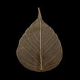 thumbnail image 2 of PhotoINC Studio 12x12 Gold Ornate Wood Framed with Double Matting Museum Art Print Titled - Brown Leaf, 2 of 4