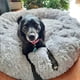 thumbnail image 3 of Round Large Dog Sofa Bed with Zipper Washable Cover Pet Bed Cat Bed Mats Winter Warm Sleeping Pets Net Cushion Dogs Supplies ShopWise Round, 3 of 25