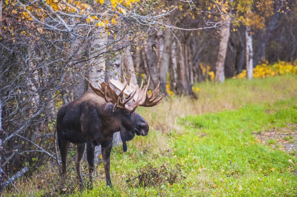 The large bull moose Known as Hook who roams in the Kincade Park area
