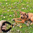 thumbnail image 2 of LAICAIW Recall Lead 10 m for Dogs, Reflective Dog Lead with Padded Handle, Training Lead for Small, Medium and Large Dogs, Orange, 2 of 7
