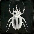 thumbnail image 2 of Villa, Mlli 15x15 Black Ornate Wood Framed with Double Matting Museum Art Print Titled - Bug Life Two Black, 2 of 4