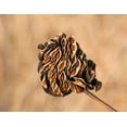 thumbnail image 3 of 100 ILLINOIS BUNDLEFLOWER Prairie Mimosa Desmanthus Illinoensis Flower Seeds, 3 of 11