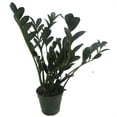 thumbnail image 3 of Rare Dwarf Black ZZ Plant - Zamioculcas Zamicro - 4" Pot - Houseplant, 3 of 4