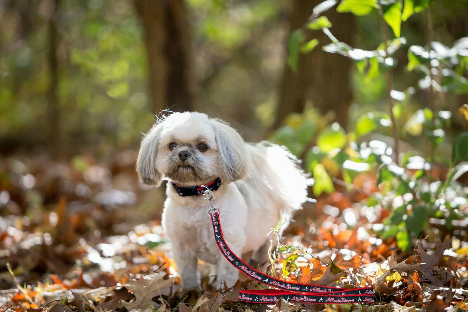 atlanta braves dog jersey