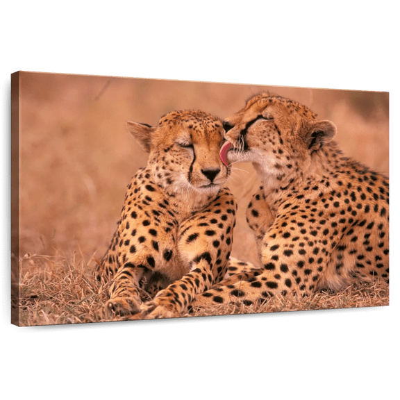 Elephant Stock Sweet Loving Cheetahs Wall Art - Horizontal Canvas Wall Art - Living Room Wall Decor - Animal Canvas - Black And Orange Decor - 12" x 8"