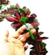 thumbnail image 4 of 2 x plantas de colgantes falsos planta trepadora para dragones , , geckos, mascotas de serpiente y decoraciones de h Gloria Reptiles Vine Jungle, 4 of 9