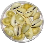 Original Yellow Cowdi/Cowrie/Cowry/Kouri/Kaudi/Kori Shells | Monetaria Monta Shells | For Laxmi and Diwali Pooja Article | Set of 11 | 3/4 Inch ~ 1-1/2 Inch