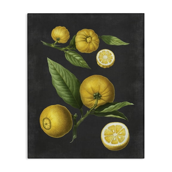 Stupell Industries French Country Botanical Drawing Lemons On Black Design Canvas Art, 16 x 20, by Lettered and Lined