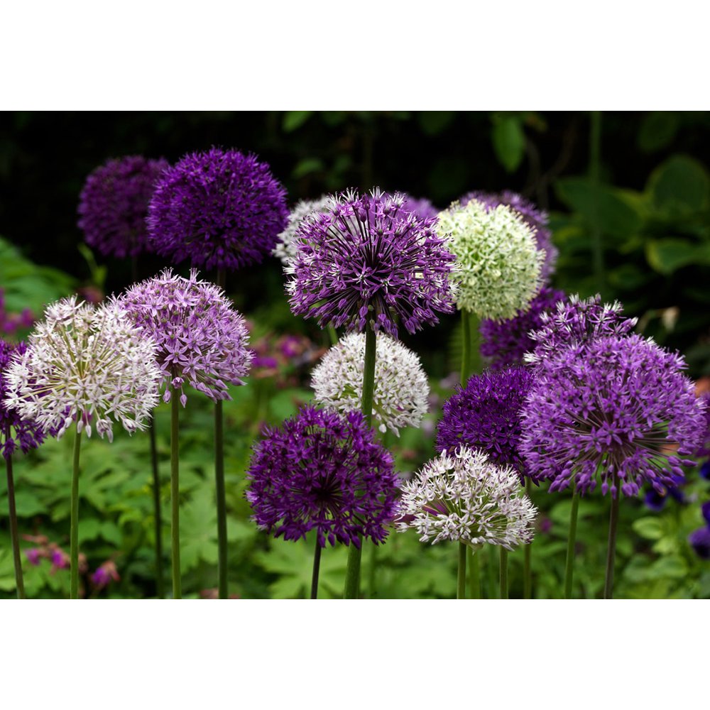 Wild About Allium Mix 8 Bulbs Deer Resistant Easy! Topsize Bulbs