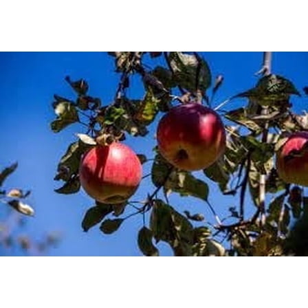 3 McIntosh Apple Trees Bareroot 2-3 feet tall