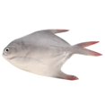 thumbnail image 2 of Realistic Fake Fish Model: for Kitchen Decoration Party Display Market Display Photography Props Aquarium Ornaments Models, 2 of 3
