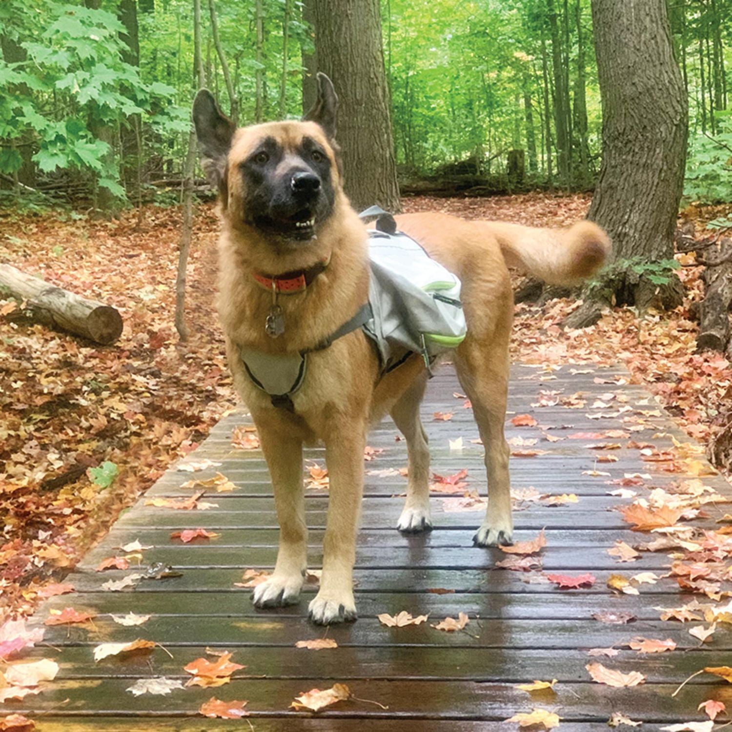 Sac à dos et harnais explorateur pour chien Wahl 2 en 1 confort et contrôle