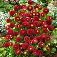 thumbnail image 5 of Outsidepride English Daisy Bellis Perennis Red Flower Seed - 10000 Seeds, 5 of 9