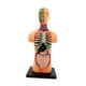 thumbnail image 2 of Modelo de cuerpo humano para niños Modelo de torso humano Modelo de órganos educativos Muñeca de anatomía Modelo humano extraíble, para suministros de, 2 of 10