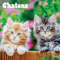 Chatons | 2026 12x24" (Hanging) Square Wall Calendar | BrownTrout
