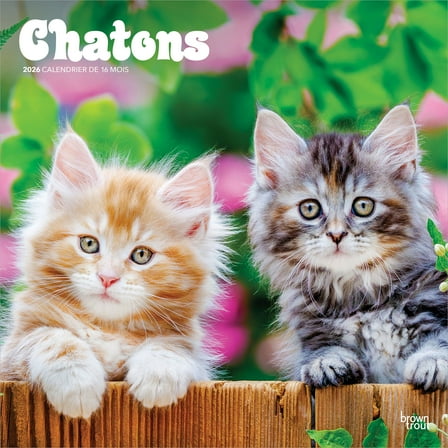 Chatons | 2026 12x24" (Hanging) Square Wall Calendar | BrownTrout