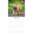 thumbnail image 3 of French Bulldogs 2025 Square Wall Calendar, 3 of 3