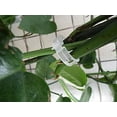 thumbnail image 3 of 100 Pcs Plant Clips Plant Clips Plant Clips Ideal For Securing Plants Supports Planting - White, 3 of 6