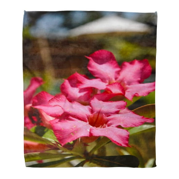 JSDART Flannel Throw Blanket Colorful Flashy Pink Adenium Obesum Blossom Also Known As Soft for Bed Sofa and Couch 58x80 Inches