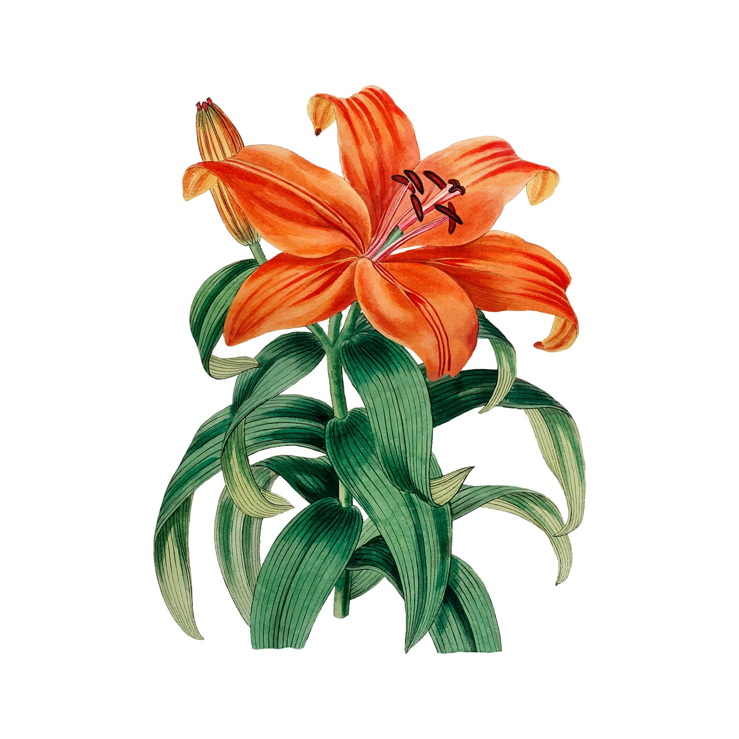 Lily Flower Decals Vinyl Peel and Stick Living Room Wall Stickers Bedroom Dining Room Background Decor 14.5"x11.5"