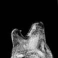 thumbnail image 2 of Animal Ties Mens Howling Wolf Necktie by Three Rooker, 2 of 3