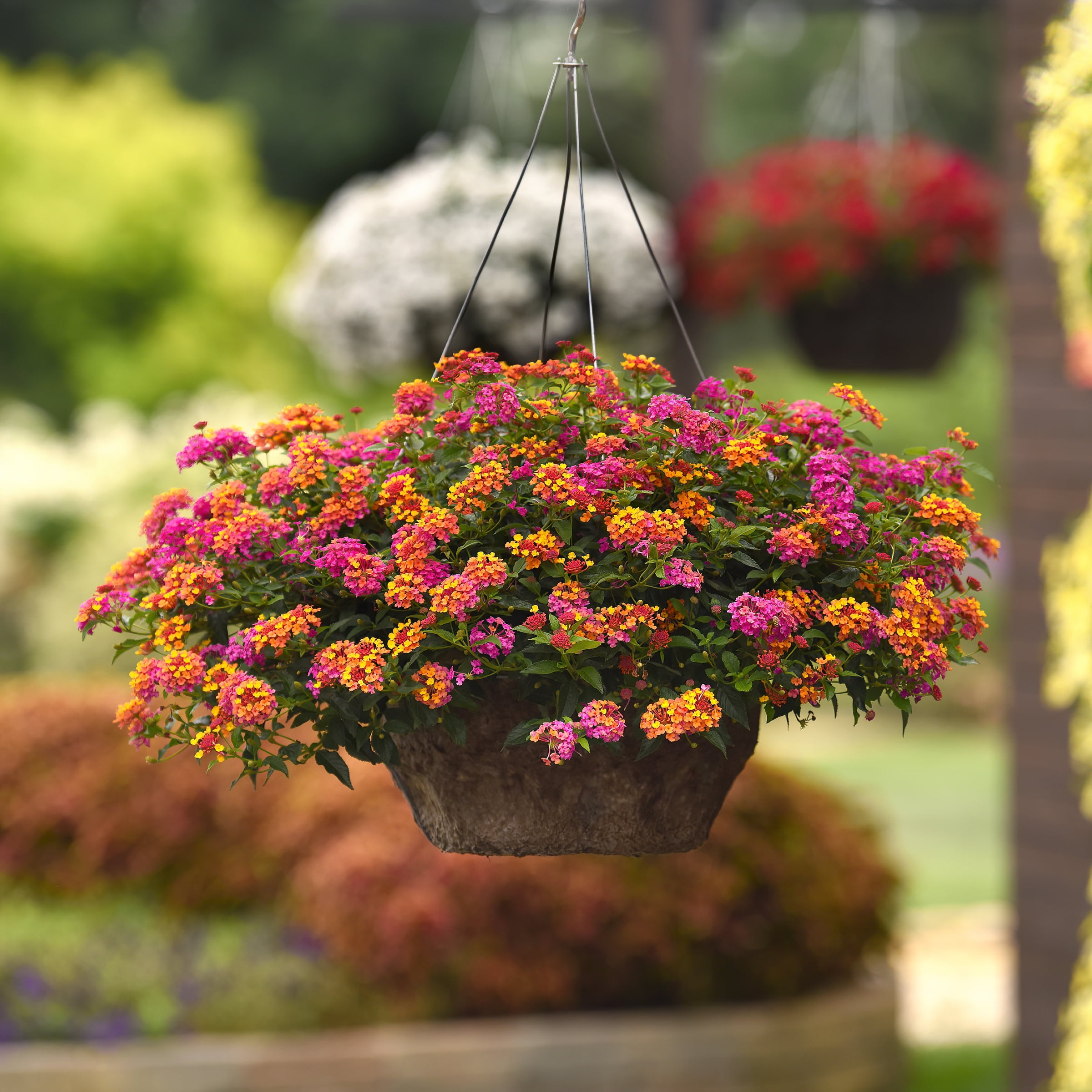 2.5 in. Lantana Bloomify PassionFruit Plant (3-Pack)
