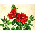 thumbnail image 2 of Segrest, Jane 24x19 White Modern Wood Framed Museum Art Print Titled - Red Hibiscus, 2 of 4