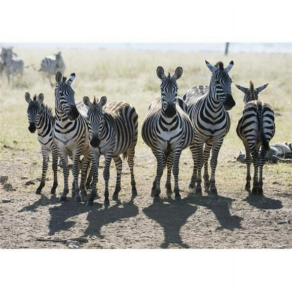 Six Common Zebra Stand in Line in Serengeti National Park Tanzania Poster Print - 36 x 26 in. - Large