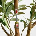 thumbnail image 4 of Nearly Natural 5ft. Artificial Olive Tree with Natural Trunk, 4 of 7