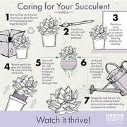 Blooming Kalanchoe Succulents | 3 Plants, 2.5in. Grow Pots; Filtered Sun | Element by Altman Plants