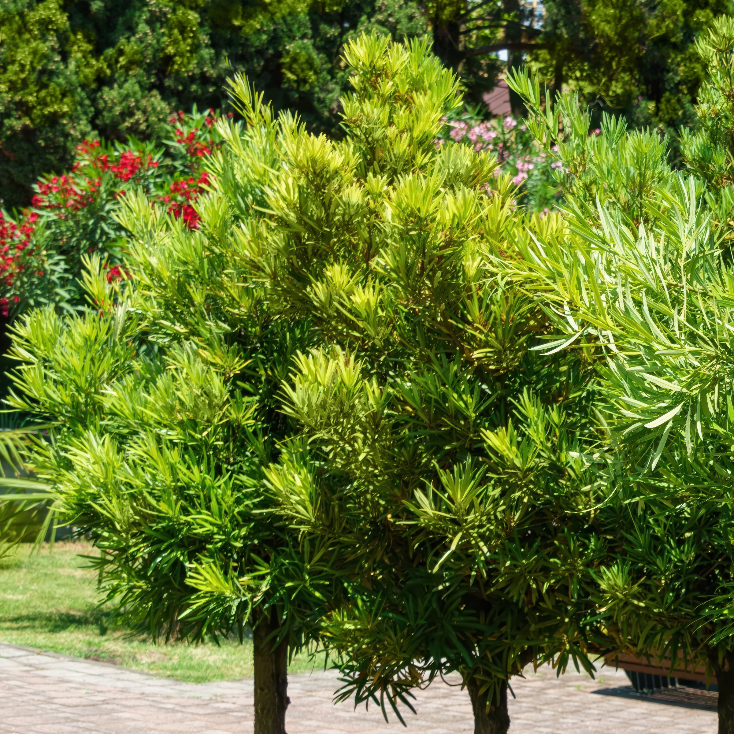 National Plant Network 3 gal. Podocarpus Maki Shrub