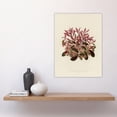 thumbnail image 4 of Vintage Botanical Dwarf Copperleaf Fawcett Huge Wall Art Print 18X24 In, 4 of 4