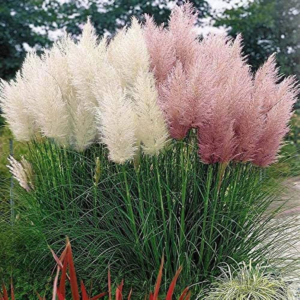 Pink Pampas Grass Seeds - 100 Seeds - Ornamental Grass for Landscaping or Decoration - Made in USA