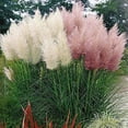 thumbnail image 4 of CZ Grain Giant White Pampas Grass Seeds, 100 seeds - Ornamental Grass for Landscaping or Decoration, 4 of 4