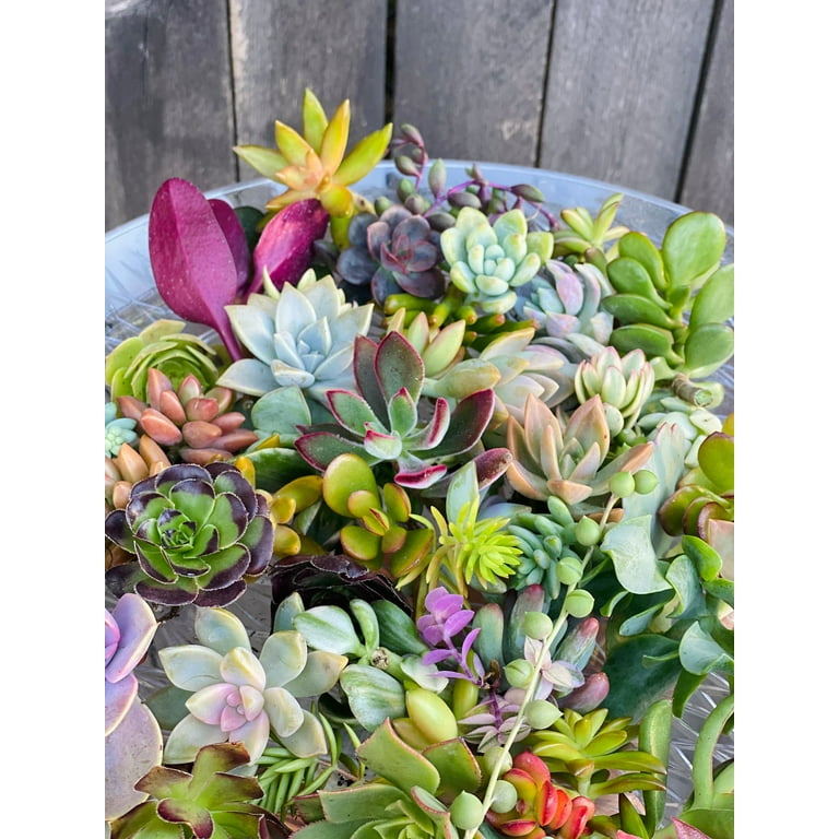 Surfside Succulents Assorted Succulent Cuttings Live Plants in 4" Grower  Pots (25 Count) - Walmart.com