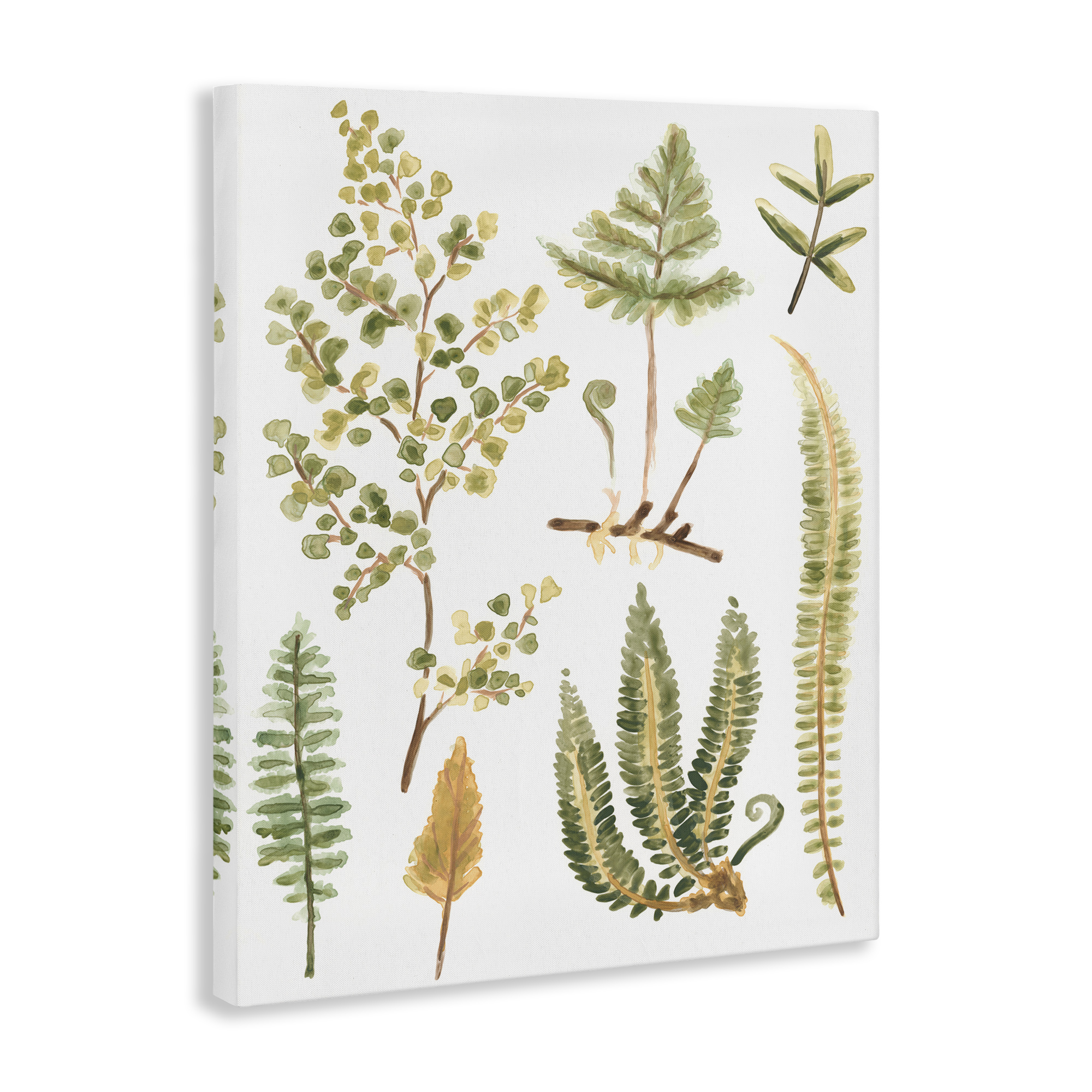Stupell Industries Wild Forest Ferns Botanical & Floral Painting Gallery Wrapped Canvas Art Print Wall Art, 36 x 48